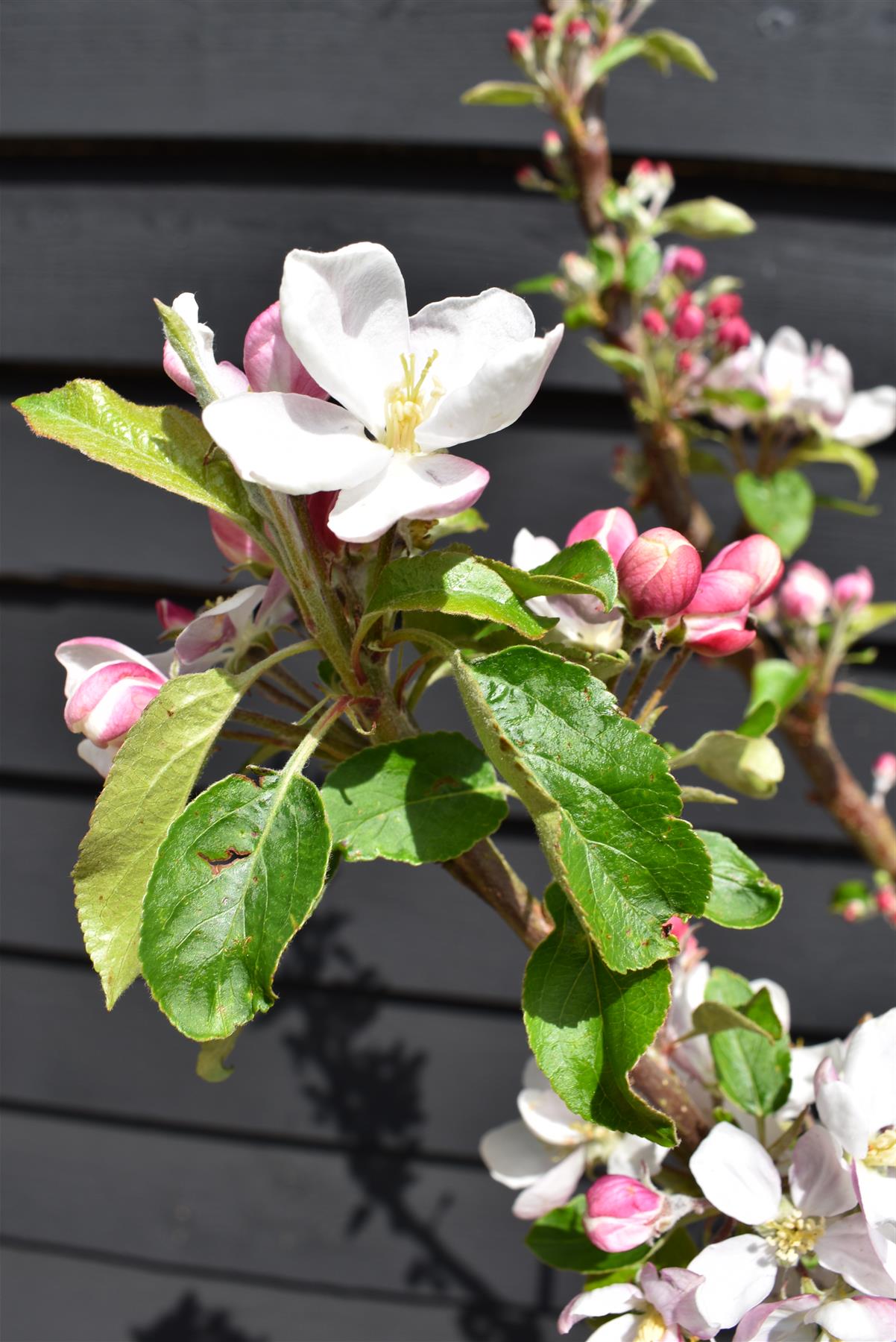 Apple tree 'Scrumptious' | Malus domestica - M26 - Dwarfing - 140-150cm - 10lt