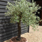 Olive Tree | Olea Europea 1/2 Std - 155-170cm, 70lt