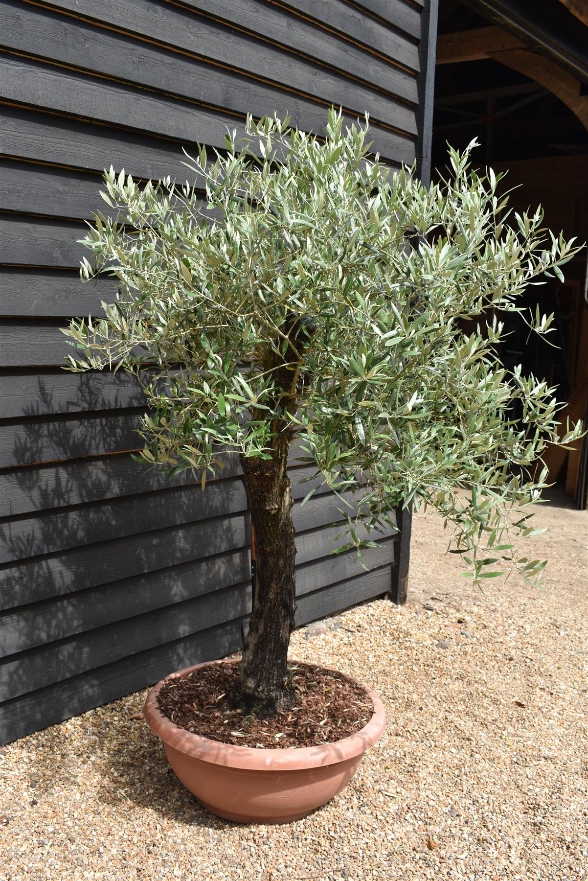 Olive Tree | Olea Europea 1/2 Std - 155-170cm, 70lt