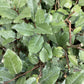 Elaeagnus ebbingei Tree | Ebbinge's silverberry - Girth 8-10cm - 310-330cm - 50lt