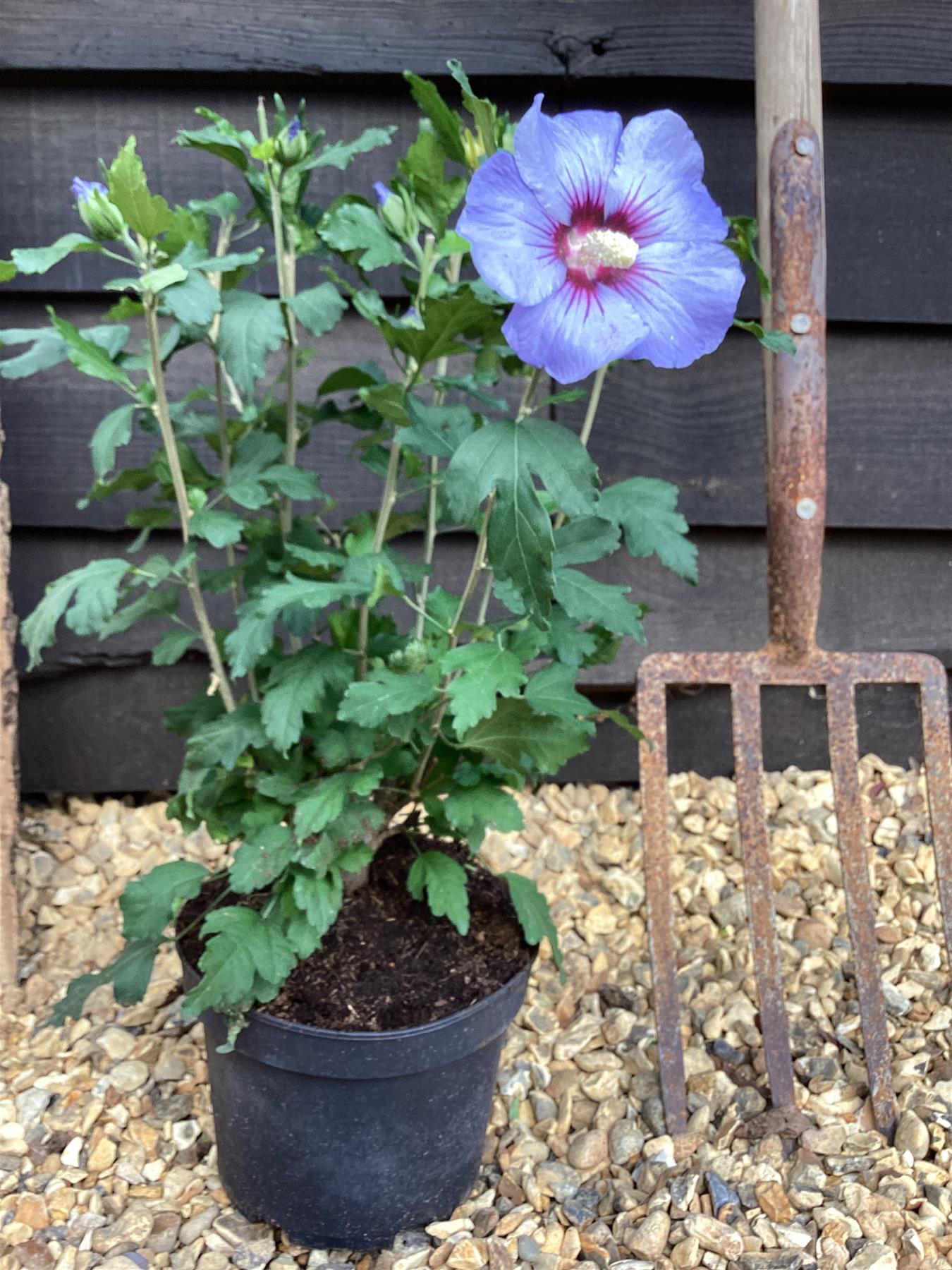 Hibiscus syriacus 'Oiseau Bleu' Rose of Sharon - 50-60cm, 3lt