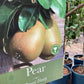 Pear 'Beurre Hardy' | Pyrus communis - Semi Dwarfing - Height - 160-180cm - 20lt