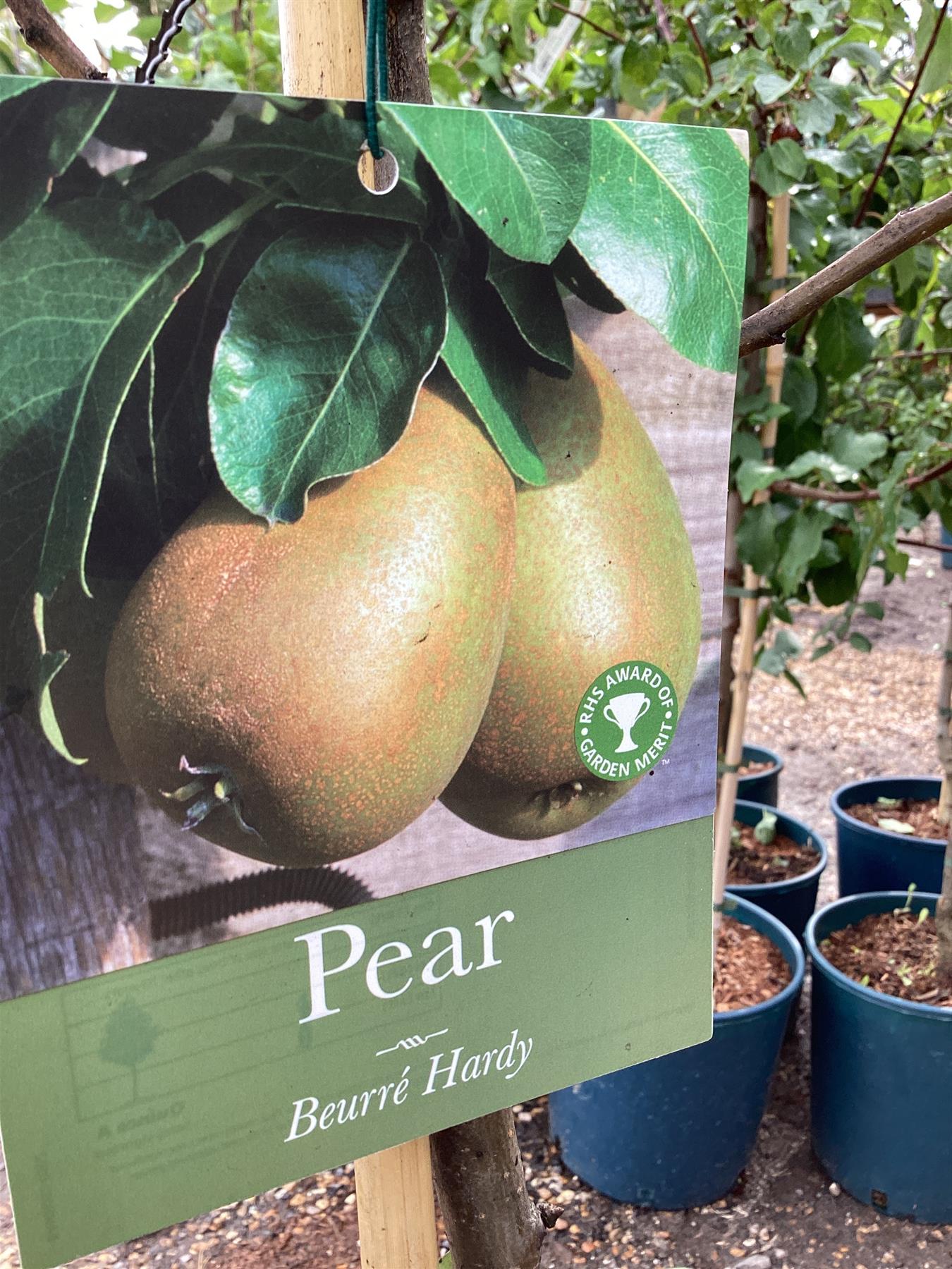 Pear 'Beurre Hardy' | Pyrus communis - Semi Dwarfing - Height - 160-180cm - 20lt