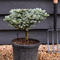 Abies koreana 'Ice Breaker' - Height 30cm - Width 30-35cm - 6lt