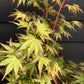 Acer palmatum 'Sango-kaku' | Red Bark Maple - 150-170cm - 15lt
