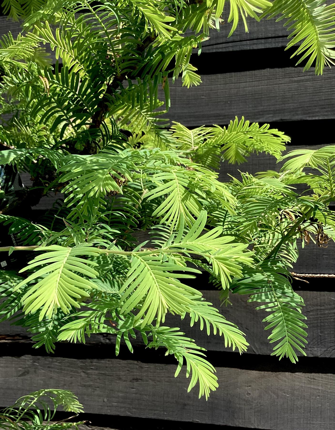 Metasequoia glyptostroboides Amber Glow | Dawn redwood - Girth 4-5cm - Height 290cm - 90lt