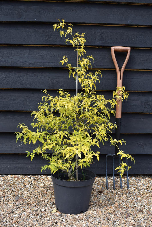 Jasminum officinale 'Fiona Sunrise' - 10lt