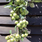 Malus 'Golden Hornet' | Flowering Crab Apple Tree, Clear Stem - Girth 8-10cm - Height 280-300cm - 70lt