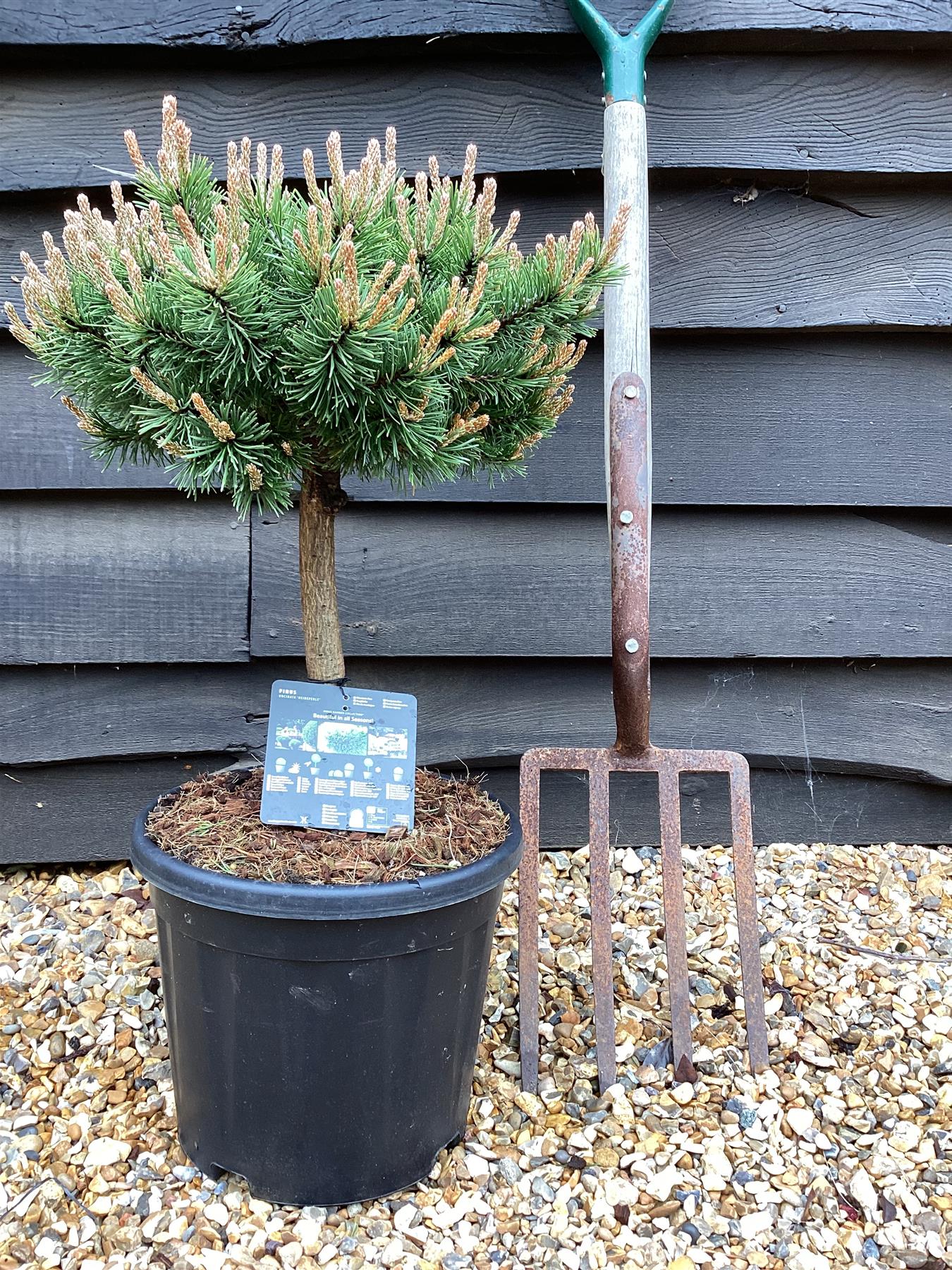 Pinus uncinata 'Heideperle' | Mountain pine - Height 40-50cm - Width 20cm - 11lt