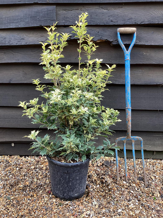 Osmanthus heterophyllus Tricolor - Height 60cm - 10lt