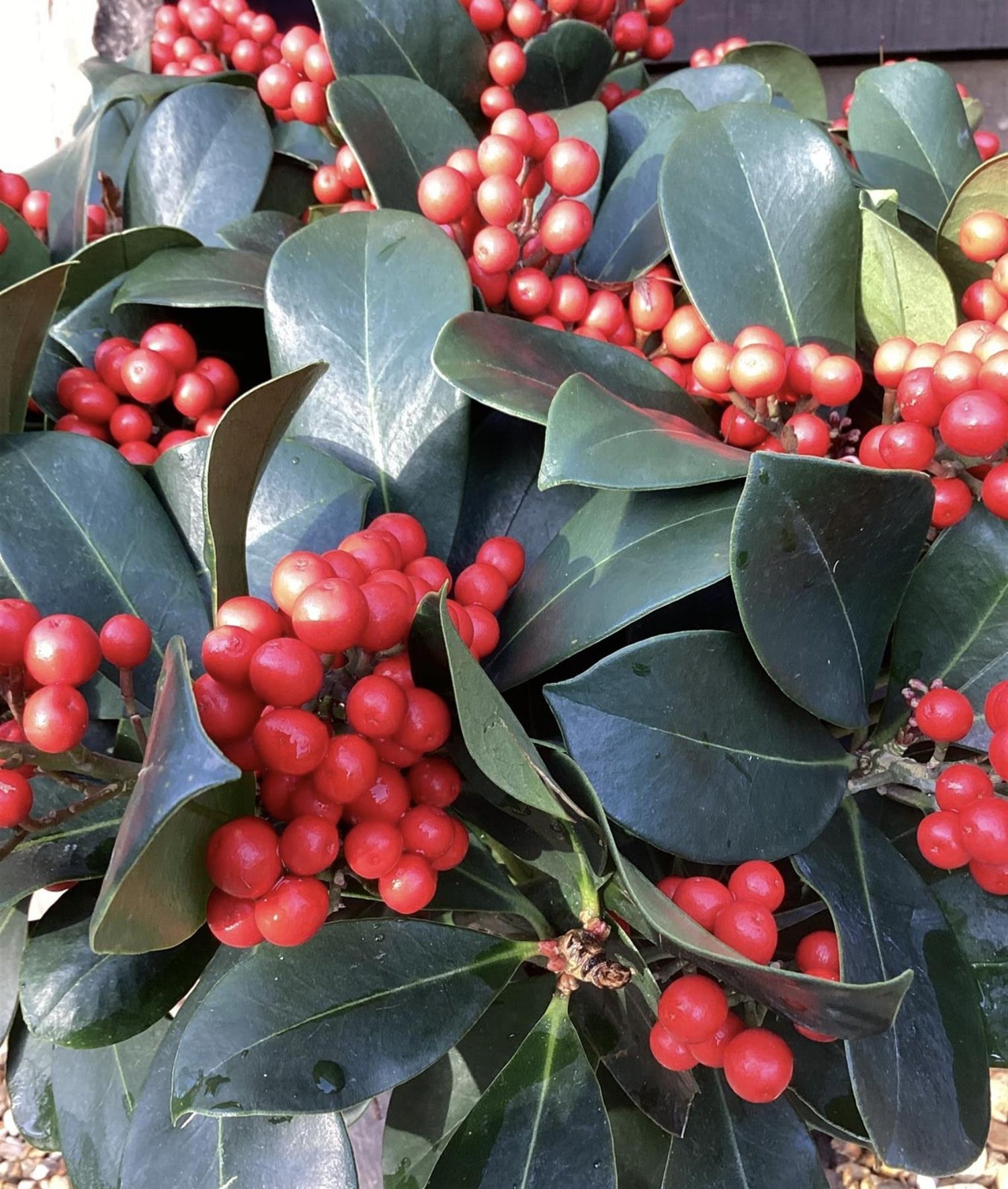 Skimmia japonica 'Veitchii' - 70-80cm, 20lt