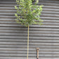 Malus Red Sentinel | Crab Apple - Girth 8-10cm - Height 310-330cm - 75lt