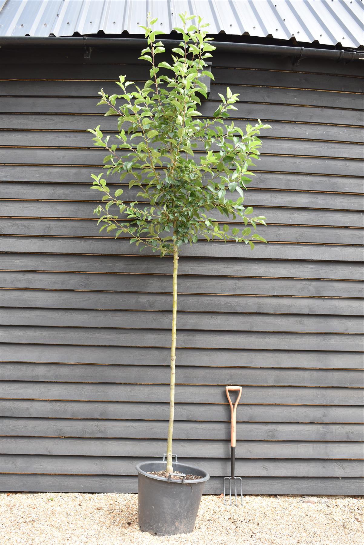 Malus Red Sentinel | Crab Apple - Girth 8-10cm - Height 310-330cm - 75lt