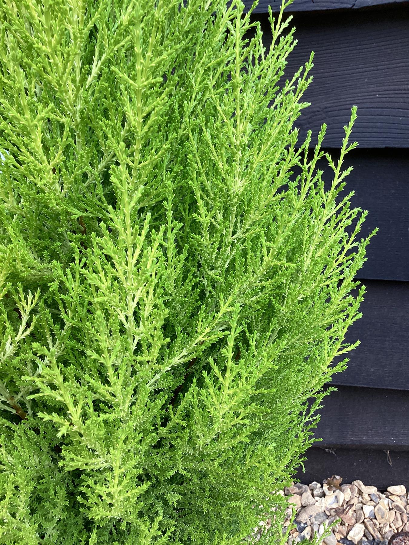 Cupressus macrocarpa 'Goldcrest' - 50-60cm, 5lt