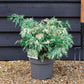 Lawsons Cypress | Chamaecyparis lawsoniana 'Pearly Swirls' - Height 30-40cm - 10lt