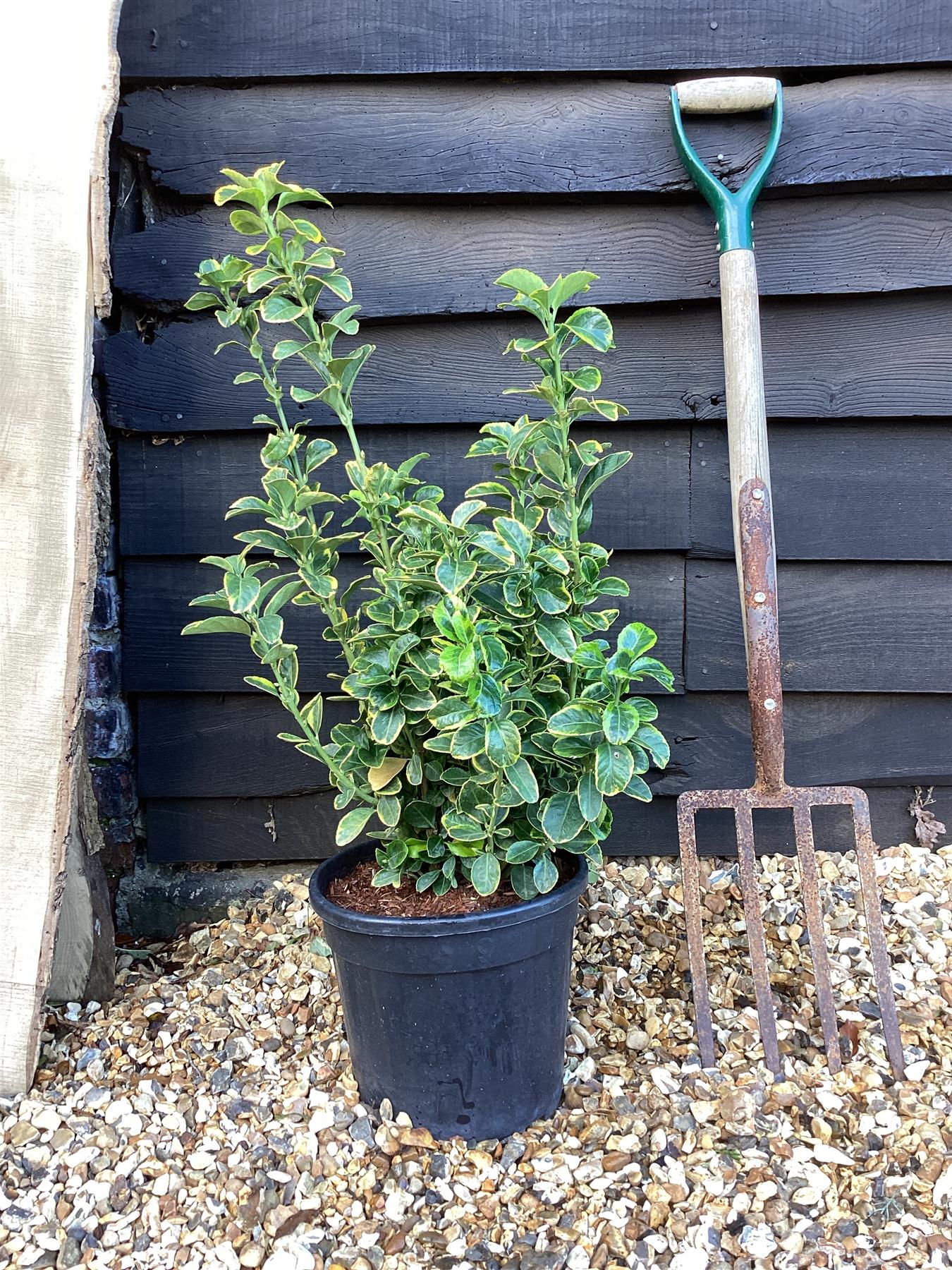 Euonymus Japonicus 'Aureomarginatus' - 60/80cm, 9lt