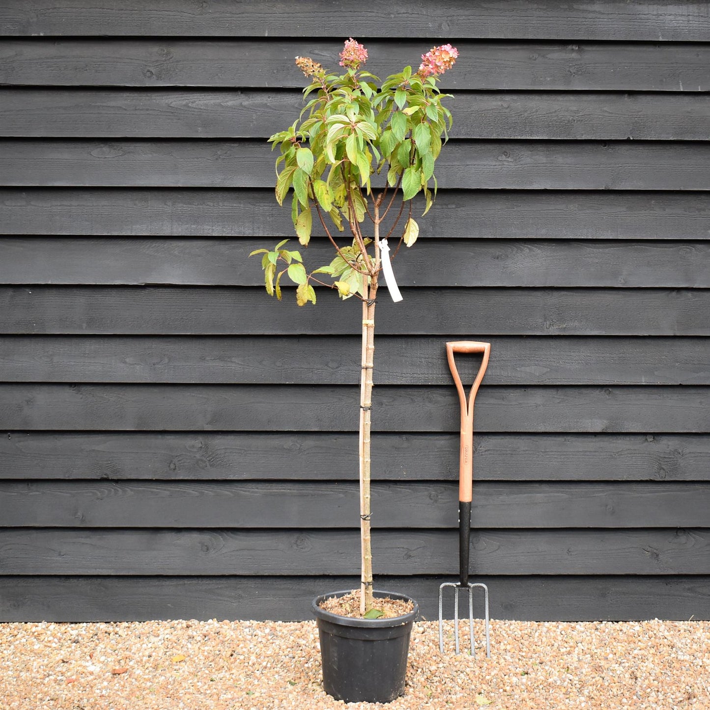 Hydrangea paniculata 'Early Harry' -  Clear Stem 90-100cm - Height 140-160cm - 15lt