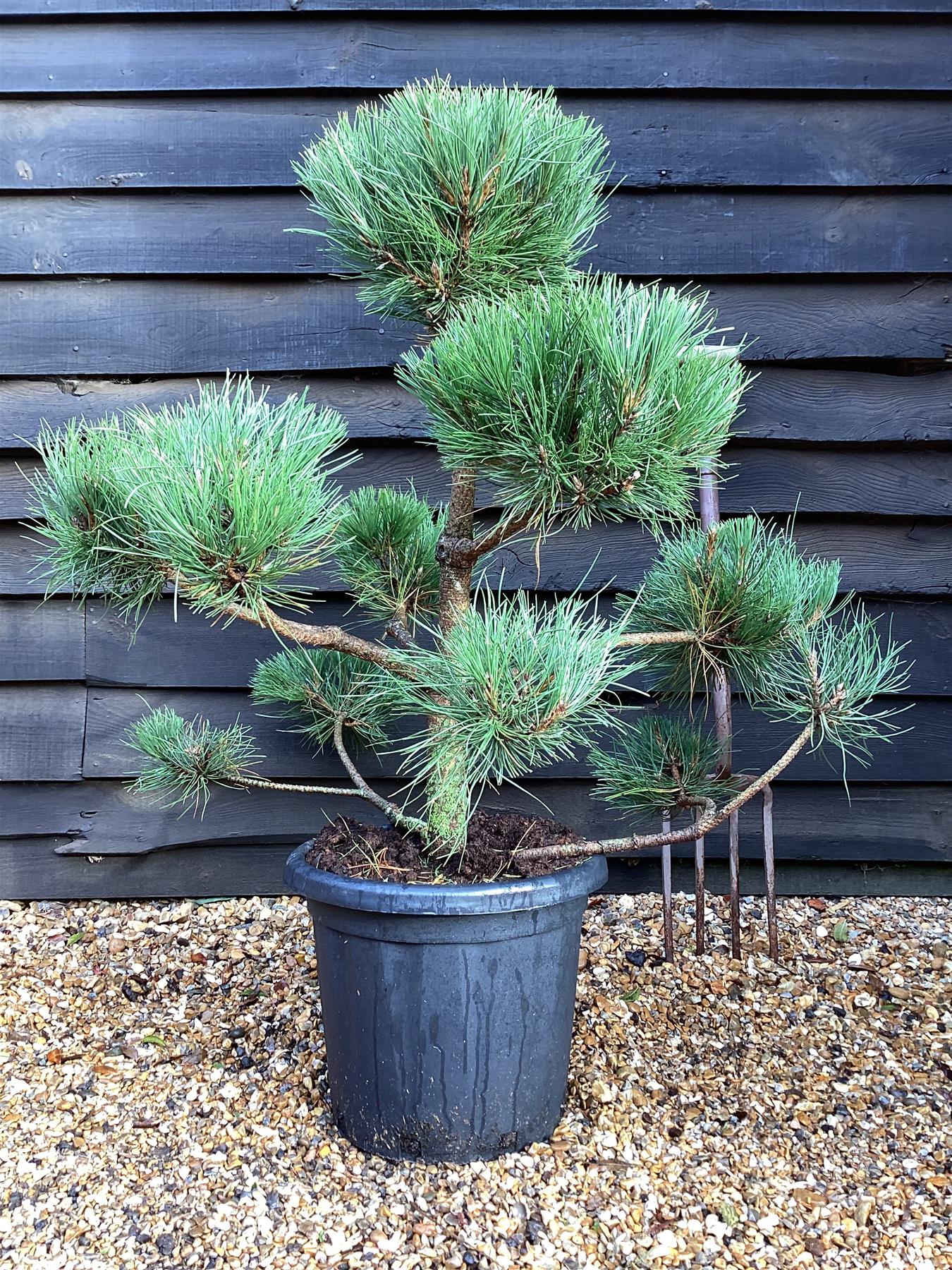 Pinus nigra nigra | European Black Pine - Bonsai Cloud - Height - 85-100cm - 25lt