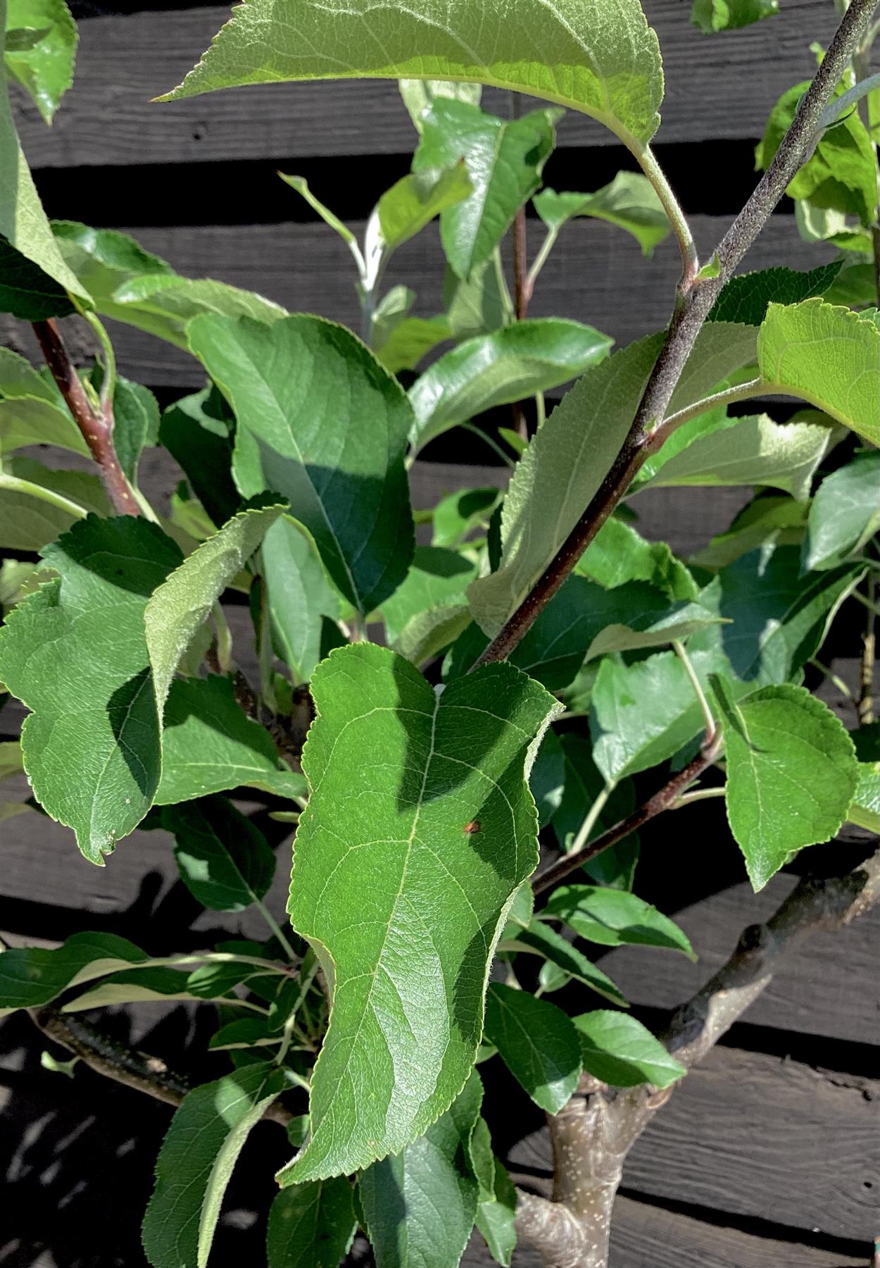 Apple tree 'Golden Delicious' | Malus Domestica - 170-180cm - 30lt