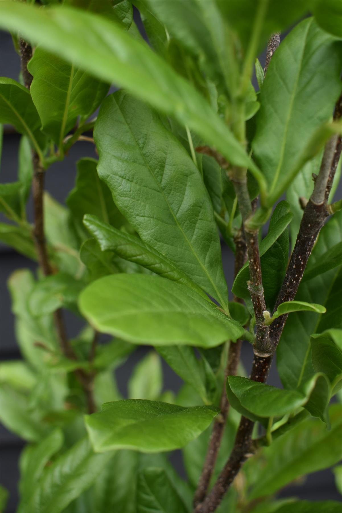 Magnolia Stellata - Bush - 140-150cm -10lt