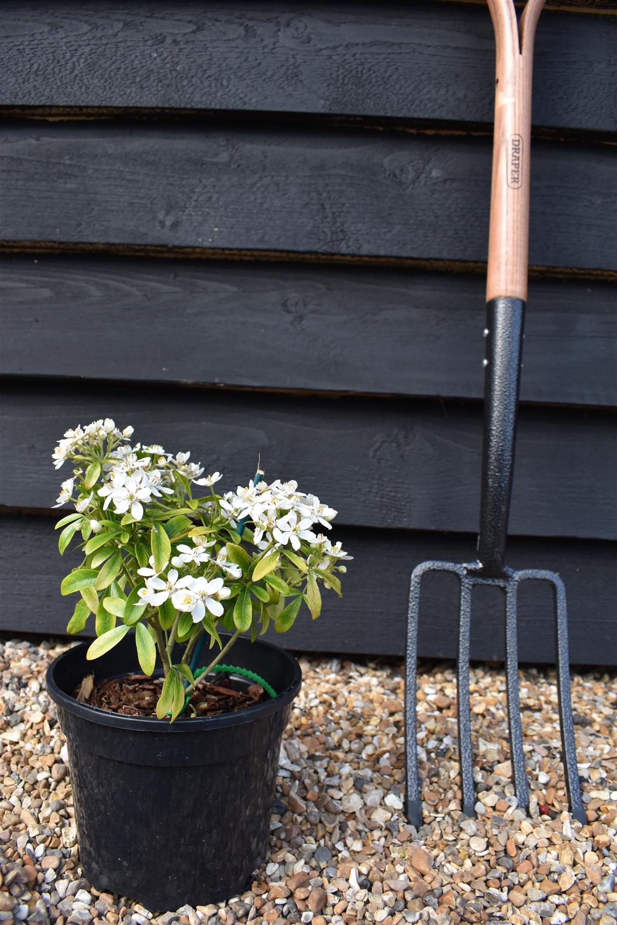 Choisya ternata | Mexican orange blossom - 10-20cm - 3t