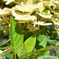 Hydrangea paniculata 'Polestar' - 30-40cm - 5lt