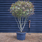 Photinia Robusta Compacta | Red-Leaf Photinia - Parachute - Height 140cm - 70lt