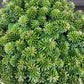 Abies koreana 'Brilliant' | Korean fir 'Brilliant' - Height 20cm - Width 35-40cm - 12lt