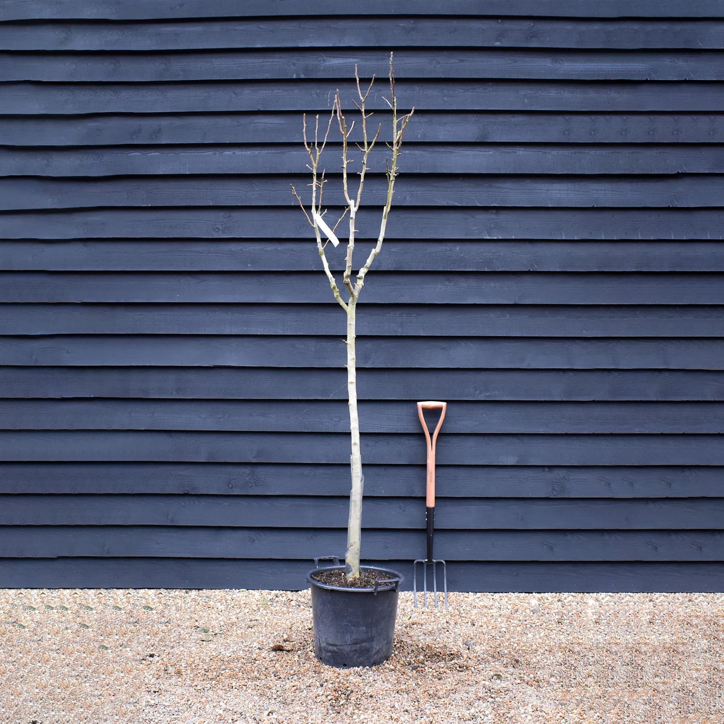 Pear tree 'Williams' Bon Chretien' | Pyrus communis  - Half Standard - Girth 12-14cm - Height 180-200cm - 30lt