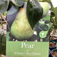 Pear 'Williams' Bon Chretien' | Pyrus communis - Half Standard - Height 160-180cm - 20lt