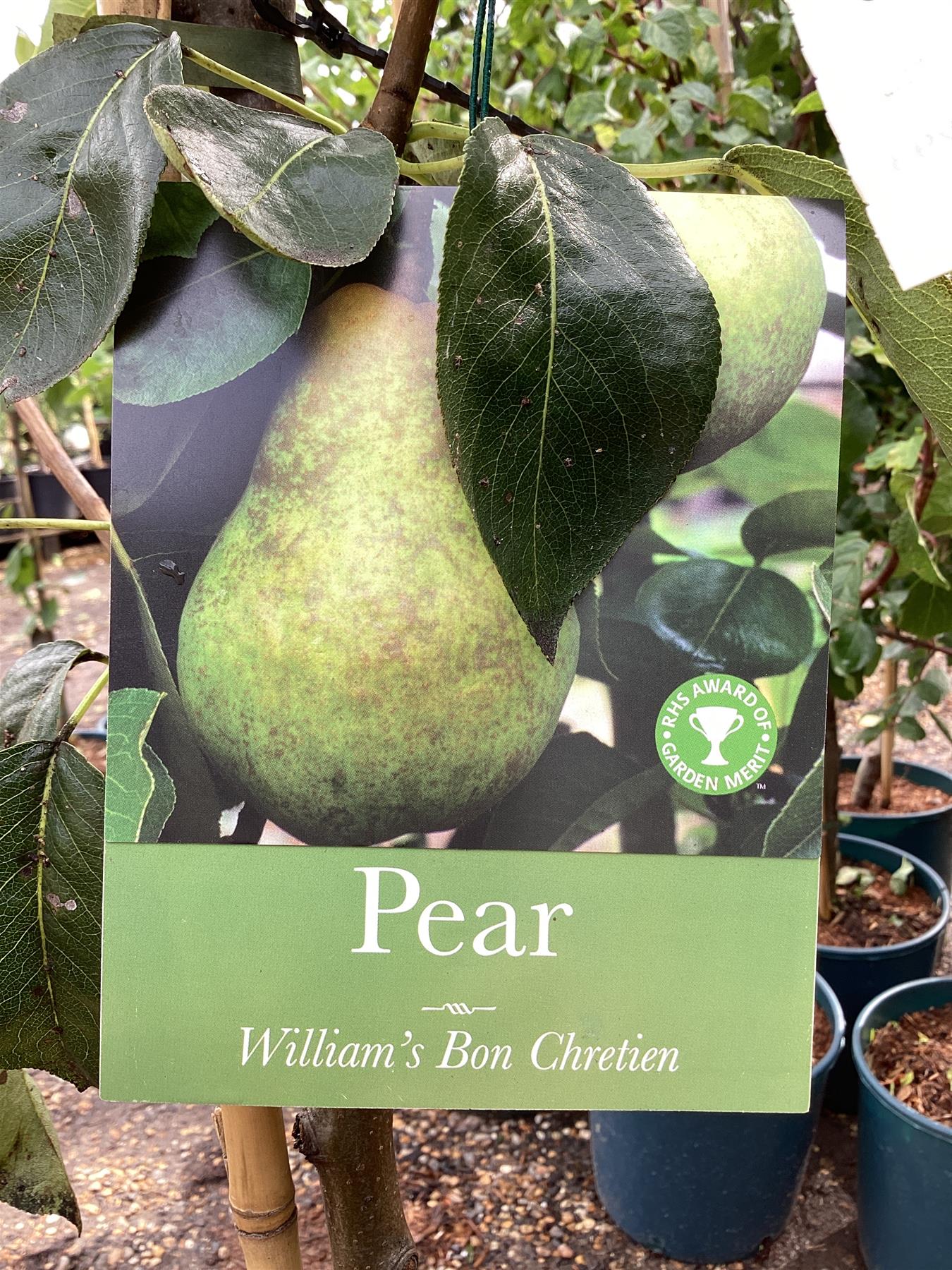 Pear 'Williams' Bon Chretien' | Pyrus communis - Half Standard - Height 160-180cm - 20lt