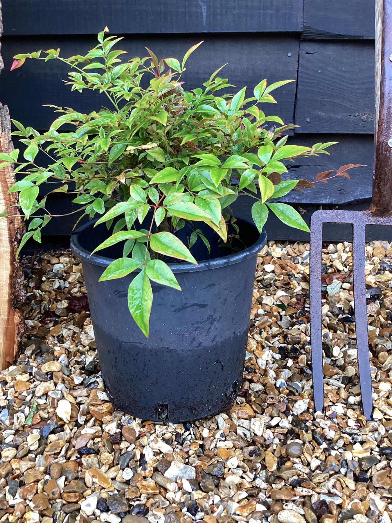 Nandina domestica | Heavenly Bamboo - 20-40cm, 5lt