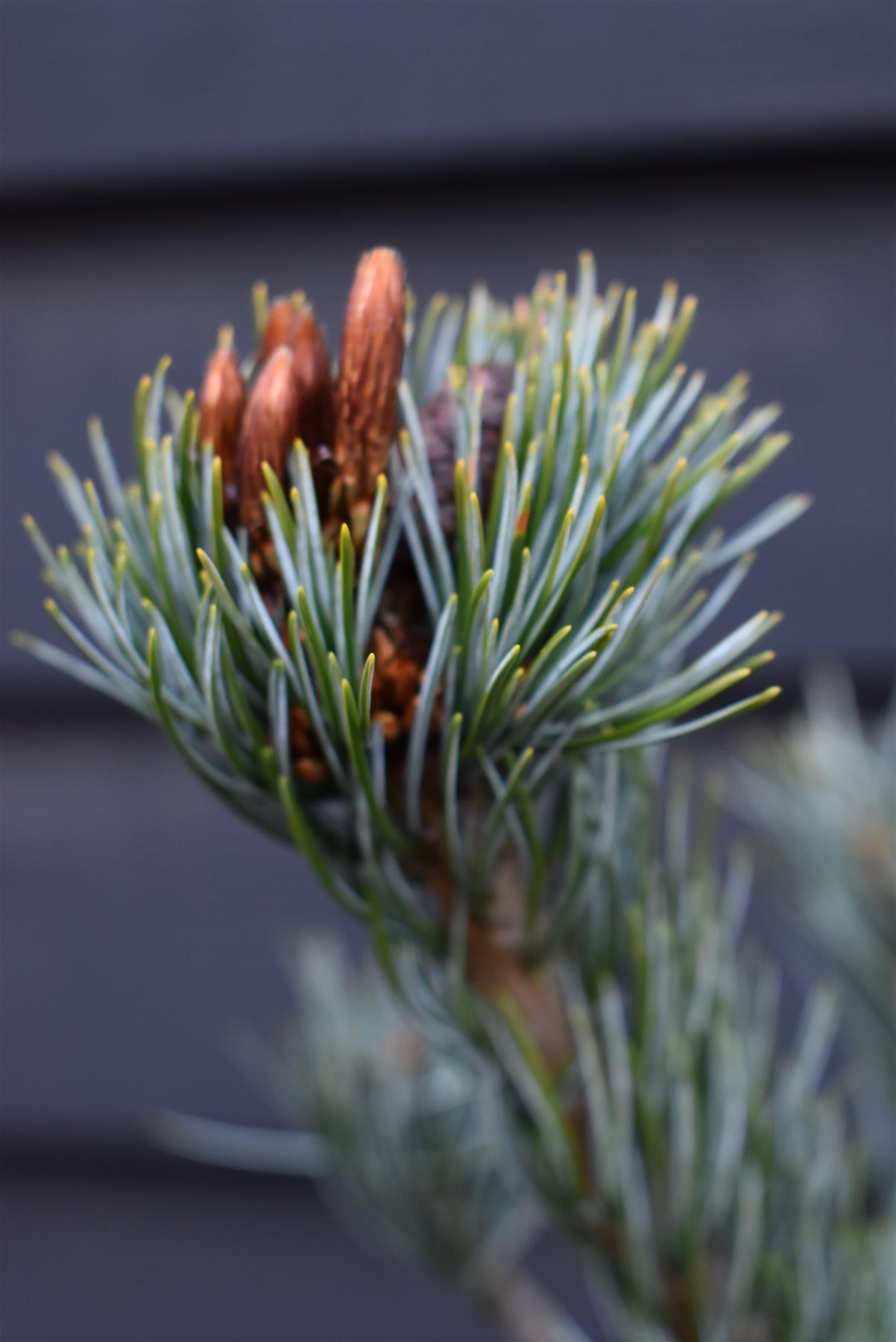 Pinus parviflora 'Ara kawa'| Japanese white pine 'Negishi' - Height - 60-80cm - 15lt