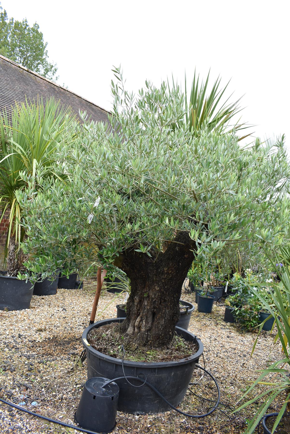 Olive Tree | Olea Europea 1/2 Standard 123cm girth - 175-185cm, 240lt