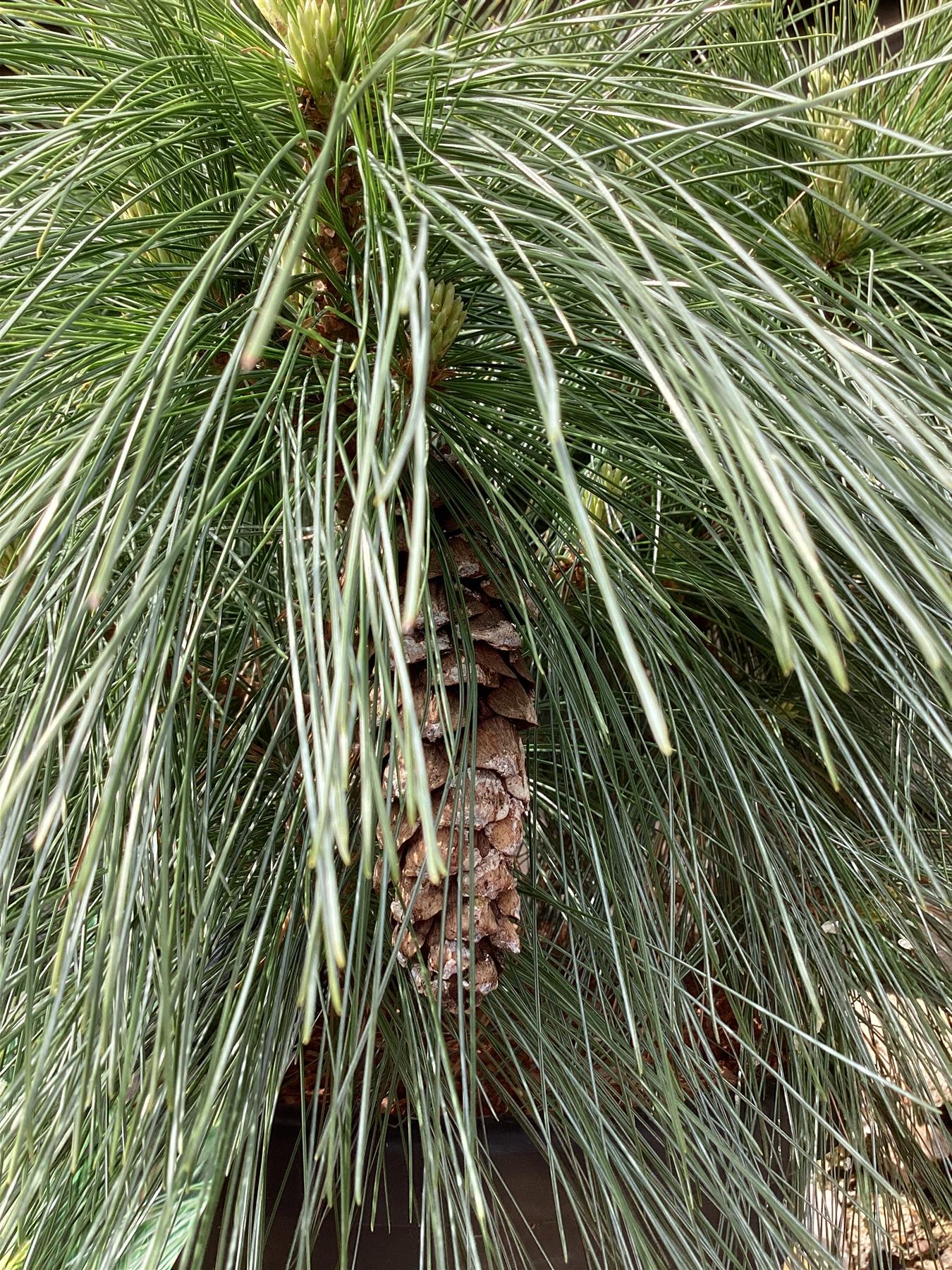 Pinus x schwerinii 'Wiethorst' |Schwerin's pine 'Wiethorst' - Height 75cm - Width 50-60cm - 18lt