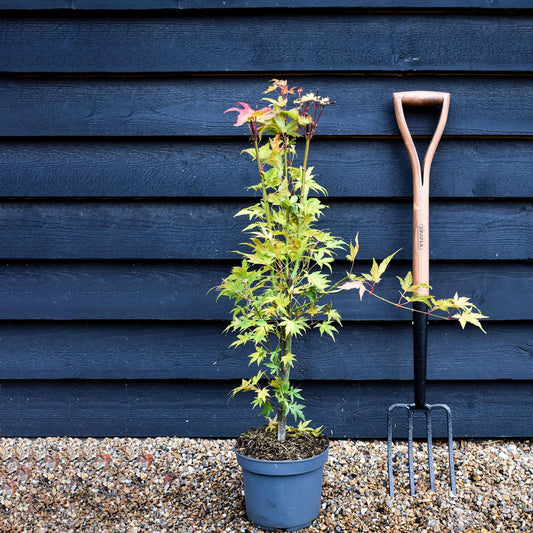 Japanese maple 'Orange Dream' | Acer palmatum - Height 60-80cm - 4lt