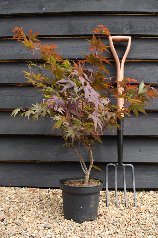 Acer palmatum 'Atropurpureum' | Red Leaf Japanese maple - 50-70cm - 4-5lt