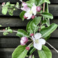 Apple tree 'Fiesta' | Malus domestica - MM106 - Semi-Dwarfing -  Height 150-160cm - 20lt