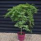 Acer palmatum 'Emerald Lace' | Japanese maple 'Emerald Lace' - 90-100cm - 15lt