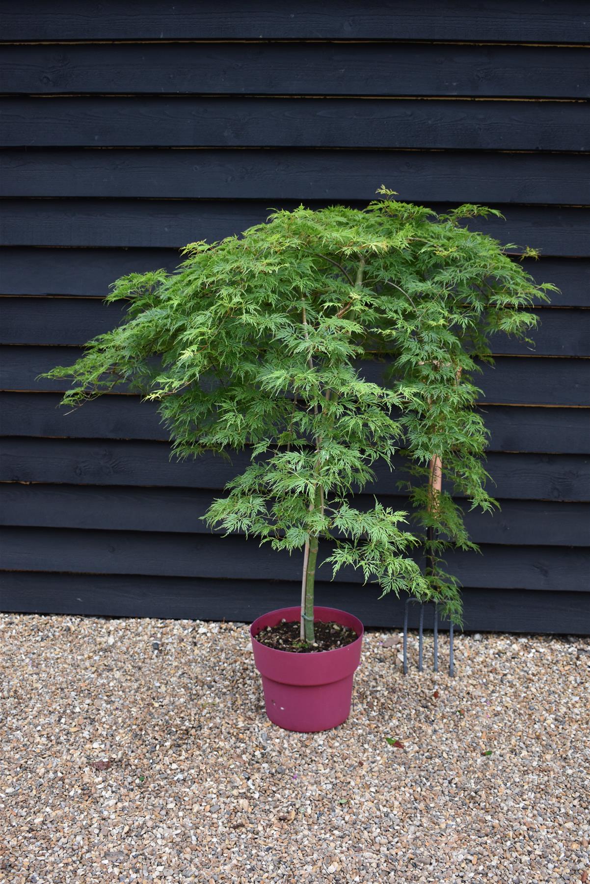 Acer palmatum 'Emerald Lace' | Japanese maple 'Emerald Lace' - 90-100cm - 15lt