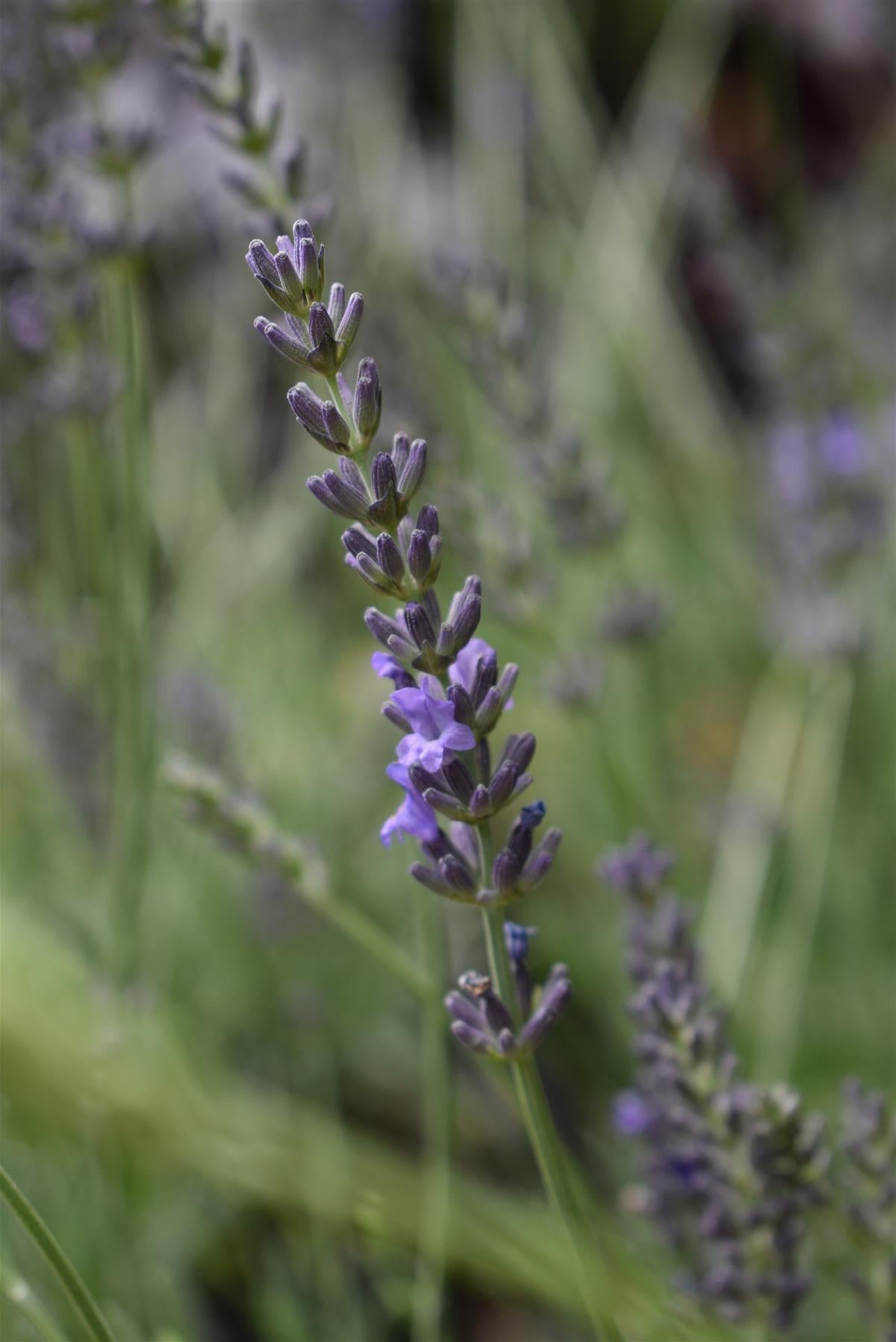 Lavandula x intermedia Phenomenal - 10-30cm, 3lt