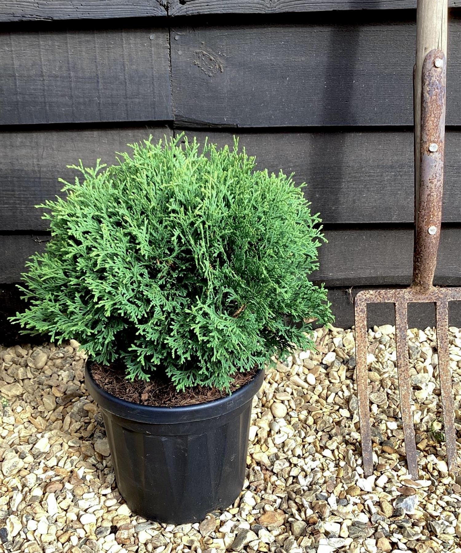 Thuja occidentalis Golder Globe | White Cedar 'Golden Globe' - 20-30cm, 5lt