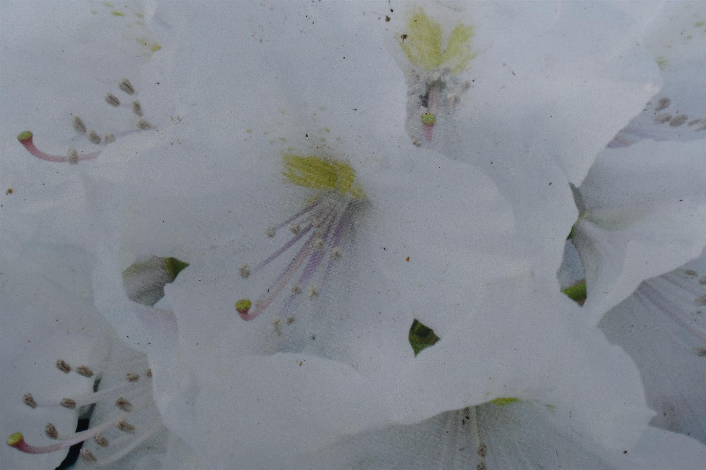 Rhododendron 'Hachmann's Porzellan' - Shrub - Height 30-40cm - 10lt