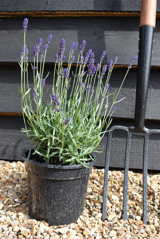 English Lavender 'Hidcote' - 10-20cm, 2lt