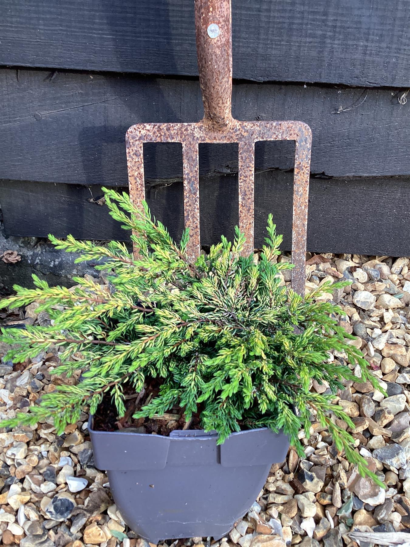 Juniperus communis 'Goldschatz' - 40-50cm, 2lt