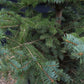 Picea pungens | Colorado Blue Spruce - Height 180-220cm - 110lt