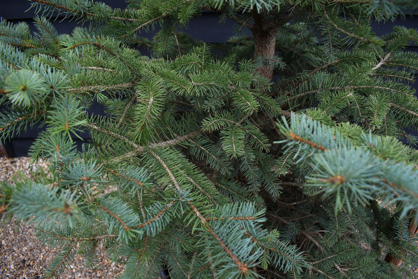 Picea pungens | Colorado Blue Spruce - Height 180-220cm - 110lt