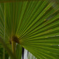 Windmill palm | Trachycarpus fortunei - Stem 130-140cm - Height 180-220cm - 70lt