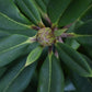 Rhododendron auritum 'Leo' - Shrub - Height 40-50cm - 10lt