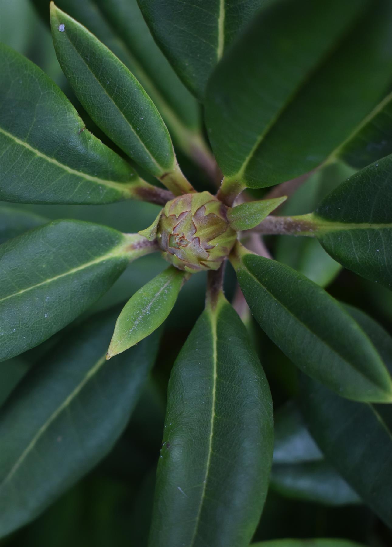 Rhododendron auritum 'Leo' - Shrub - Height 40-50cm - 10lt